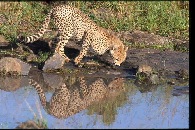 Nairobi National Park Safari - Private transport and the guide you get