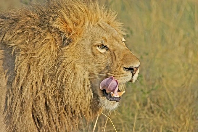 Nairobi National Park Safari Tour - Why Nairobi National Park works for a short trip