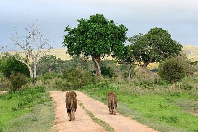 Nairobi National Park Safari With a Visit to Giraffe Center. - Why this Nairobi safari works so well