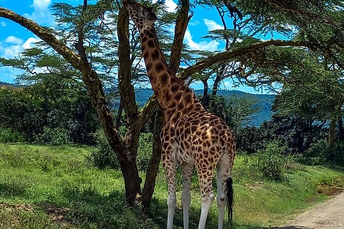 Nairobi National Park Safari With a Visit to Giraffe Center. - Four hours inside Nairobi National Park