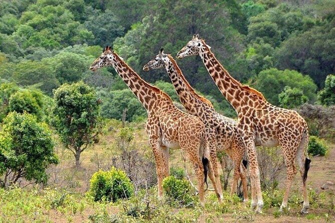 Nairobi National Park Safari With a Visit to Giraffe Center. - Meeting Rothschild’s giraffes at the Giraffe Centre