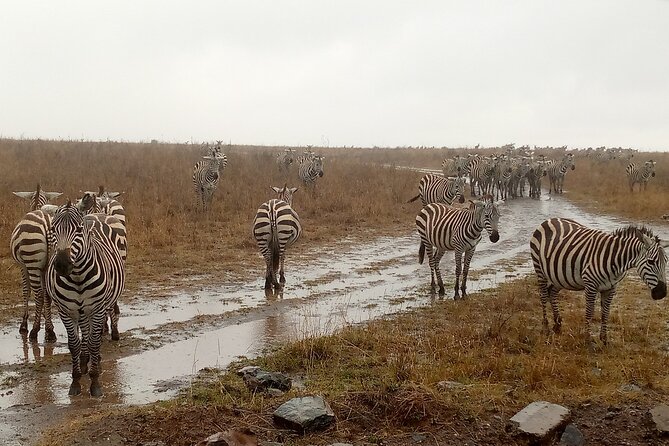 Nairobi National Park Safari With a Visit to Giraffe Center. - The guide can shape the whole morning