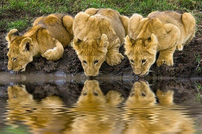 Nairobi National Park Safari With a Visit to Giraffe Center. - Who should book this experience