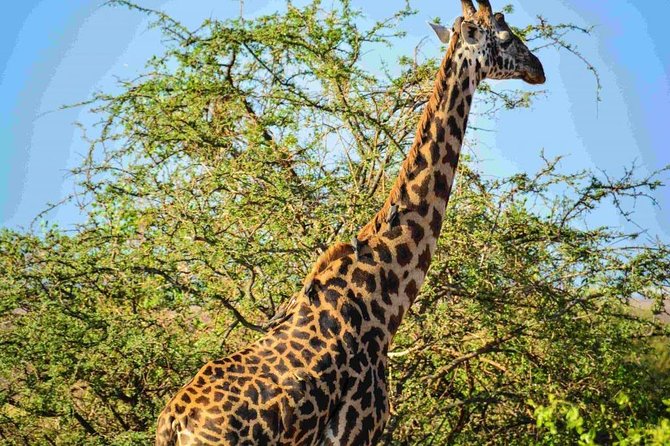 Nairobi National Park Safari - The morning drive from 6:00 or 7:00 a.m.