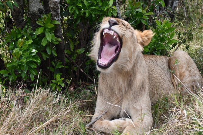Nairobi National Park Shared Tour - Searching for lions, rhinos, buffalo, and leopards