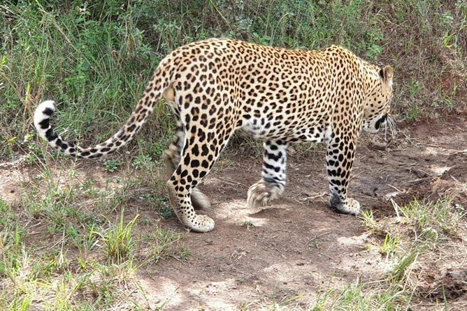 Nairobi National Park, Sheldrick Elephant, Giraffe Centre Tour - Karen Blixen Museum, Kobe Beads, and the route that needs checking