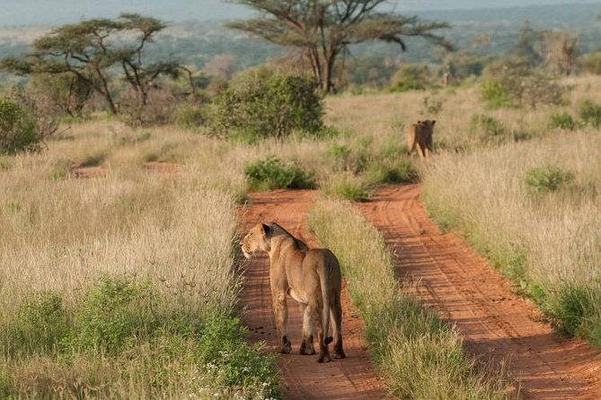 Nairobi National Park, Sheldrick Elephant, Giraffe Centre Tour - Who should book this Nairobi day tour