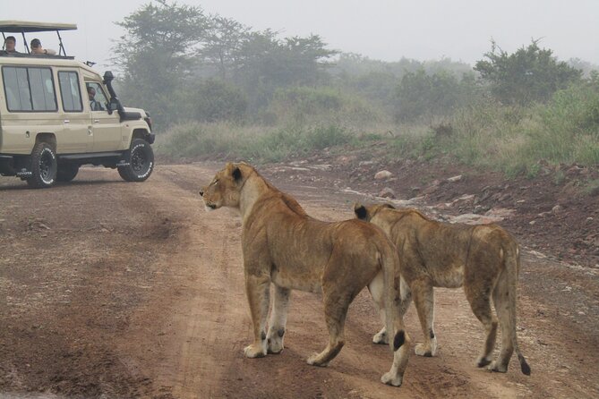 Nairobi National Park Sheldrick & Giraffe Centre Day Trip - The eight-seat van and what it means for your day