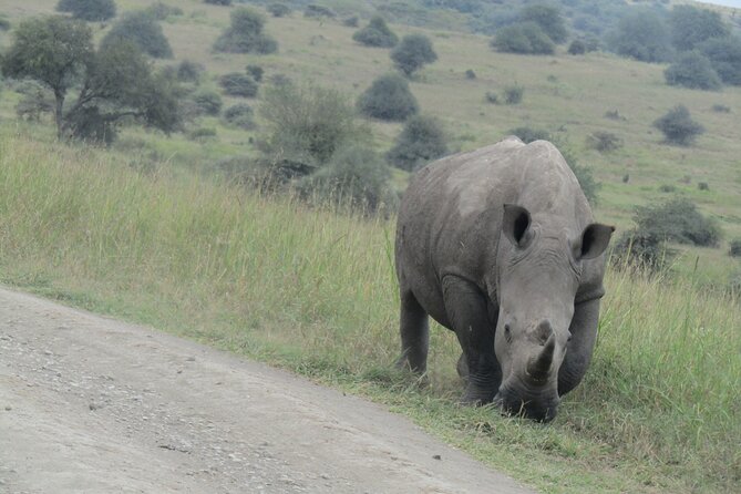 Nairobi National Park Sheldrick & Giraffe Centre Day Trip - Five hours among Nairobi’s wildlife