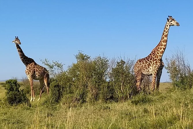 Nairobi National park sun rise game drive with pickup & drop-off - The 6 a.m. pickup and ride to the park