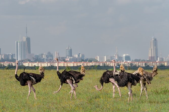 Nairobi National park sun rise game drive with pickup & drop-off - Searching for cats, rhinos, and grazing animals