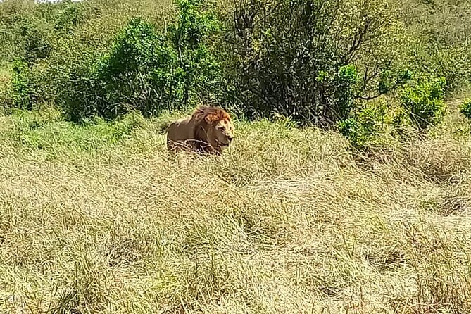 Nairobi National park sun rise game drive with pickup & drop-off - What the $44 price really covers