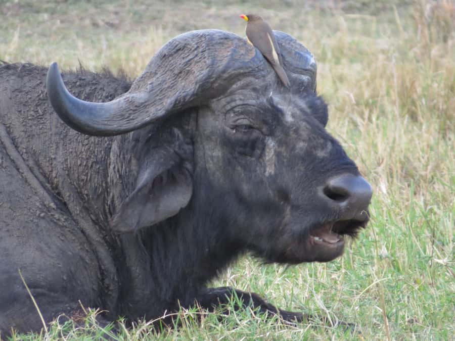 Nairobi national park: Sunrise and Sunset Tours - Why Nairobi National Park makes a strong half-day safari