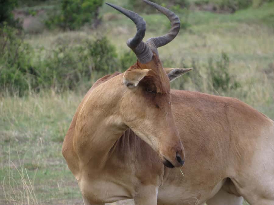 Nairobi national park: Sunrise and Sunset Tours - The 30-minute transfer from Nairobi