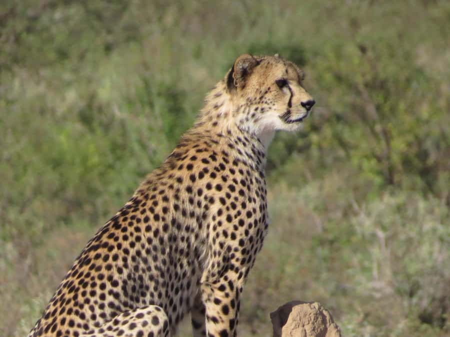 Nairobi national park: Sunrise and Sunset Tours - Booking details that matter
