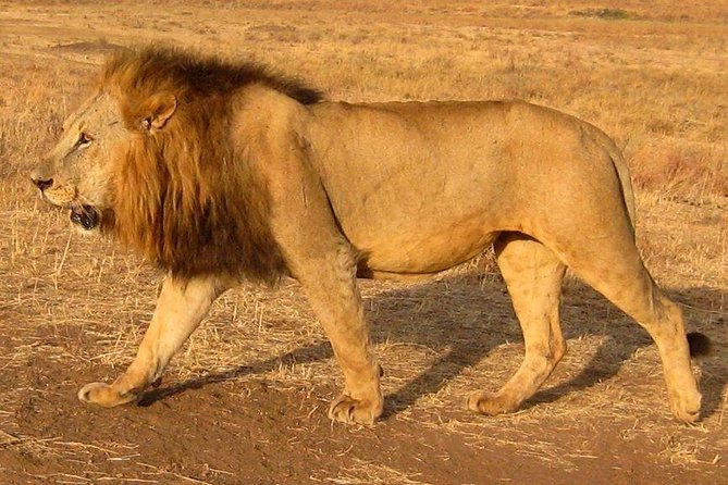 Nairobi National Park Tour - A real safari morning beside Nairobi