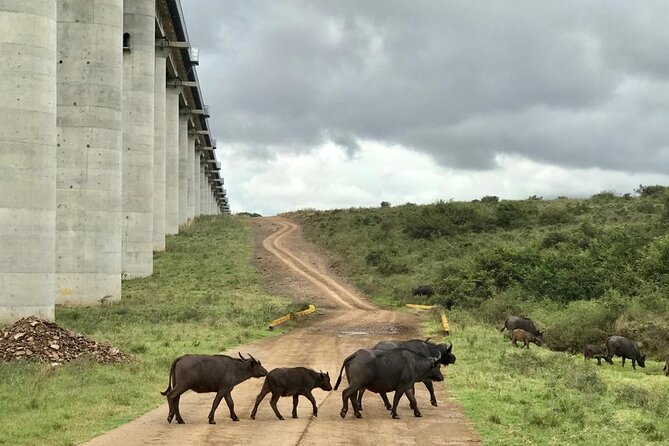 Nairobi National Park Tour - Why the morning option is worth choosing