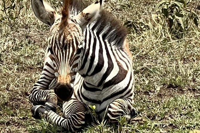 Nairobi National Park Tour From 0600hrs - 1130hrs or From 1300hrs - 1800hrs - Black rhinos and the park’s main wildlife