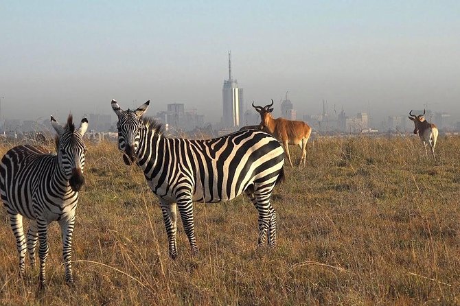 Nairobi National Park Tour - The game drive and the animals you may see