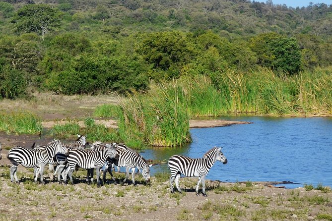 Nairobi National park - An 8:00 am start from City Market