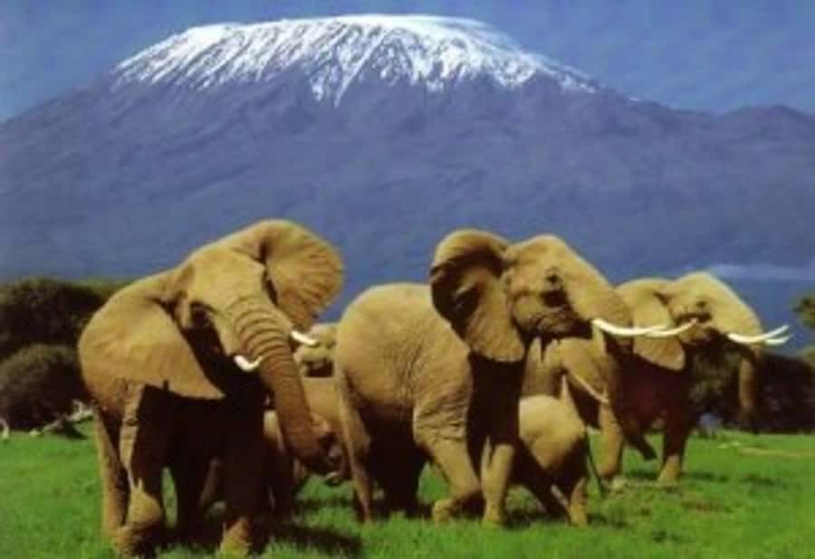 Nairobi: Overnight Safari Trip to Amboseli National Park - Entering Amboseli after lunch