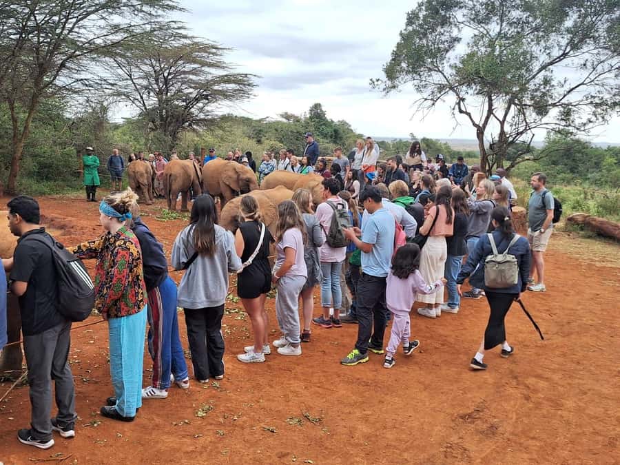 Nairobi Park, Giraffe & Elephant Orphanage with Museum Visit - What the museum visit really means