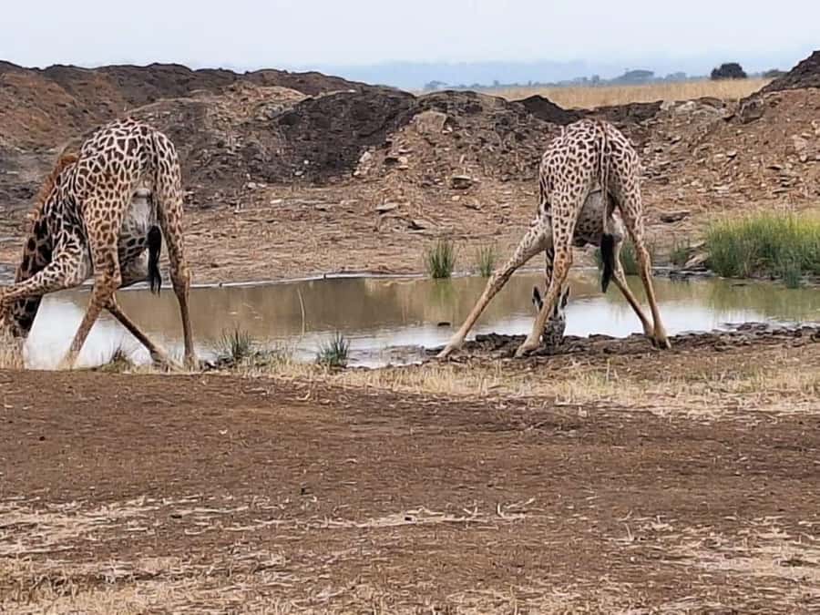 Nairobi Park, Giraffe & Elephant Orphanage with Museum Visit - What to bring and how to prepare