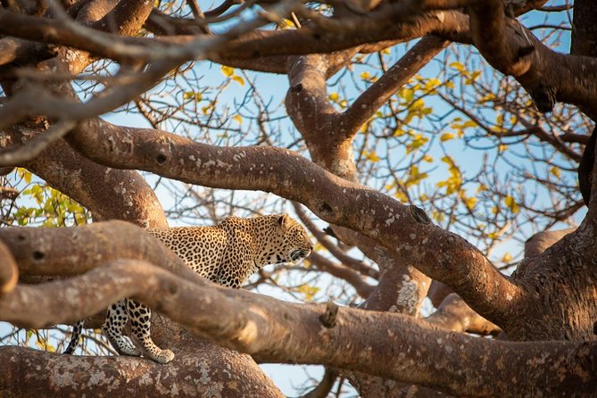 Nairobi park, steamark birds, Girraffe center & bomas - Why this Nairobi day tour works well