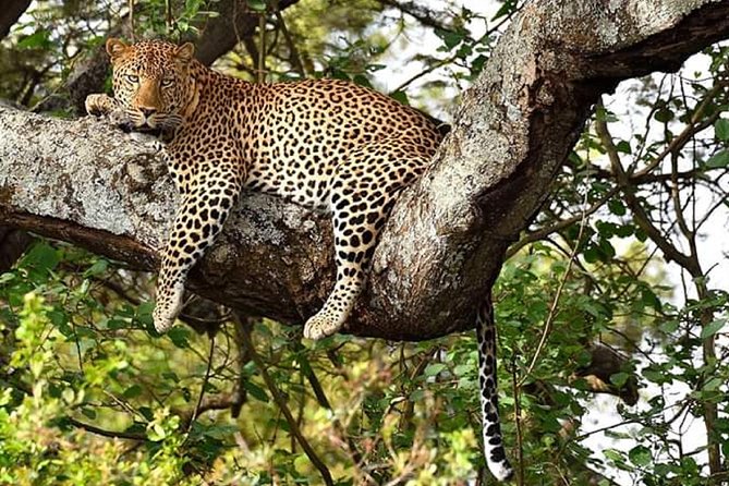 Nairobi park, steamark birds, Girraffe center & bomas - Stedmak Gardens and its collection of animals