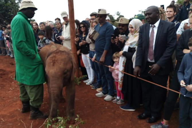 Nairobi park, steamark birds, Girraffe center & bomas - Meeting Rothschild giraffes at the Giraffe Centre