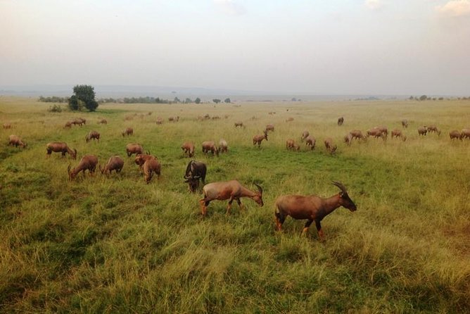 Nairobi park, steamark birds, Girraffe center & bomas - What the guides add to the day