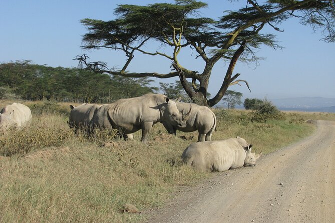 Nairobi Park Wildlife Safari - Birdlife for a fuller safari experience