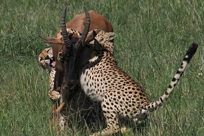 Nairobi Park Wildlife Safari - Is $400 per person a fair price?