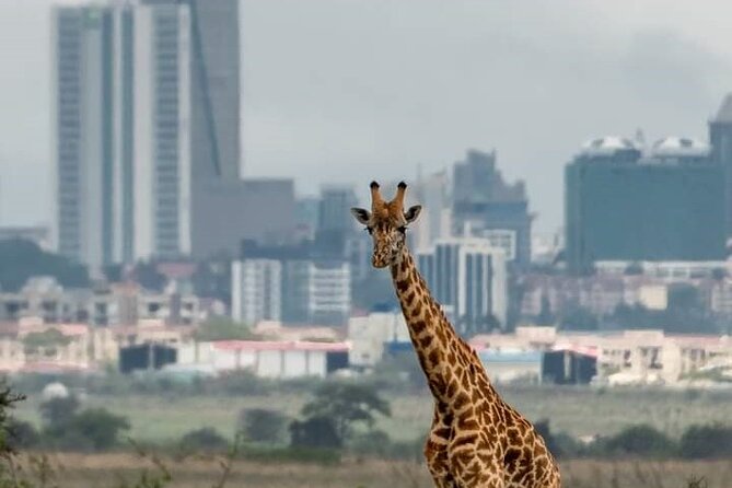 Nairobi Park Wildlife Safari - Game drives in Nairobi National Park