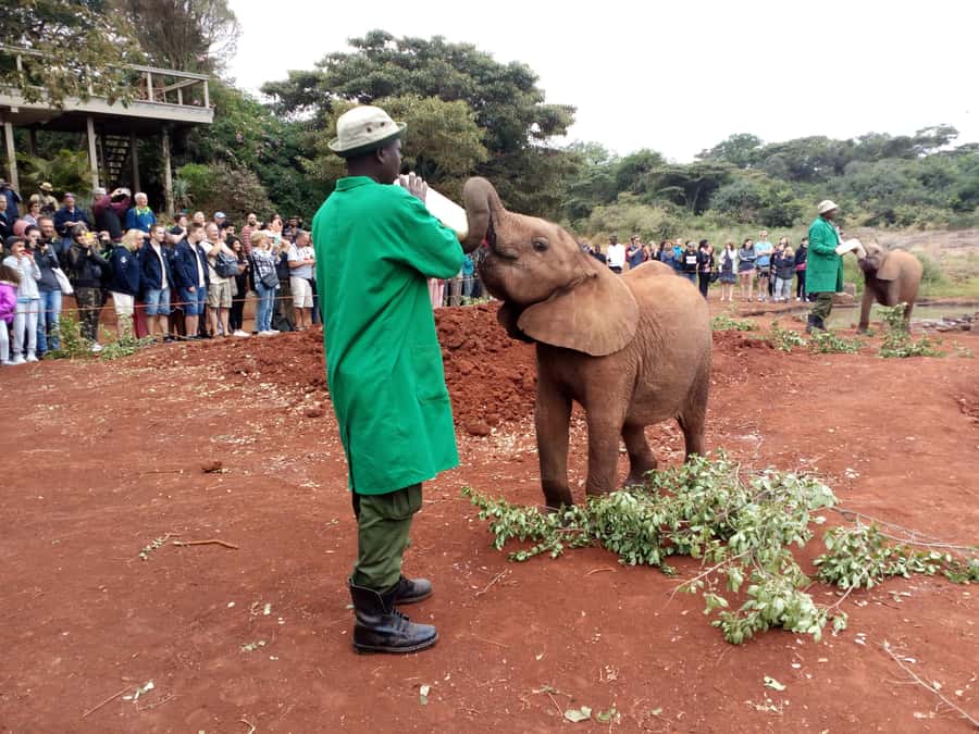 Nairobi: Private Elephant Orphanage Tour - Key Points at a Glance