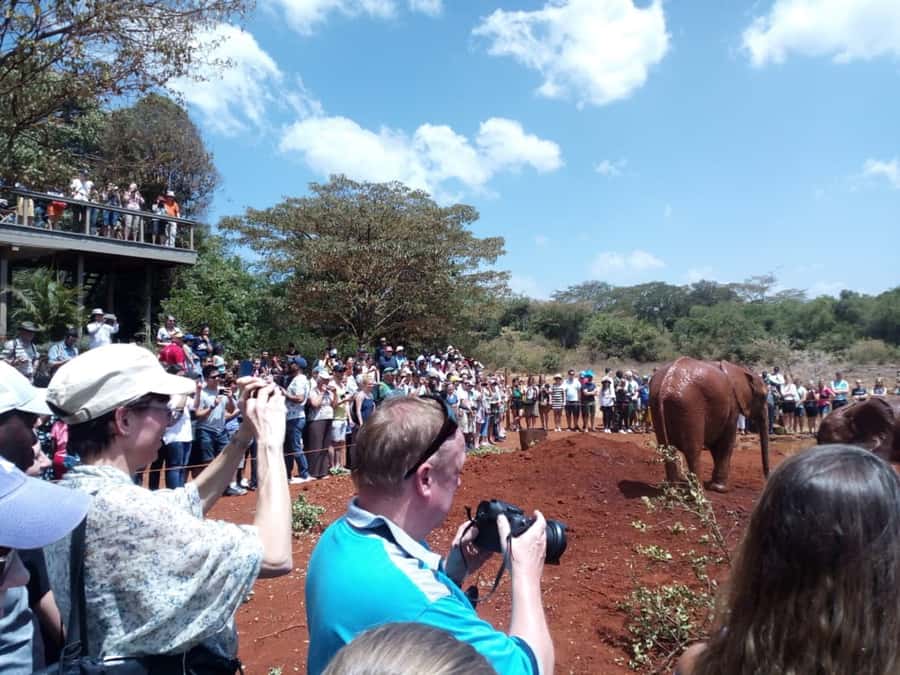 Nairobi: Private Elephant Orphanage Tour - Meeting Nairobi’s Young Elephants at 10:45 AM
