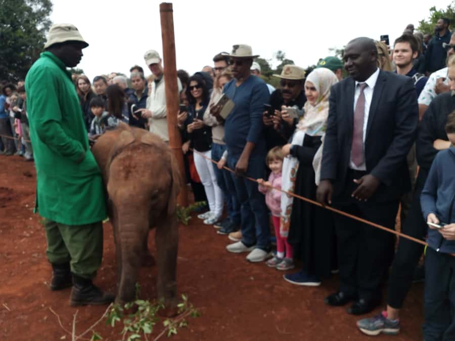 Nairobi: Private Elephant Orphanage Tour - What the One-Hour Presentation Feels Like