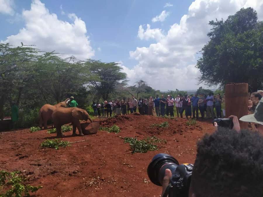 Nairobi: Private Elephant Orphanage Tour - Optional Lunch and the Return to Your Hotel