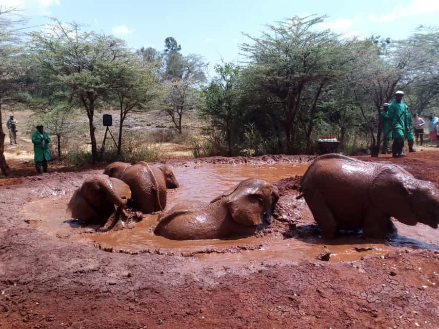 Nairobi: Private Elephant Orphanage Tour - Language, Guides, and What to Confirm