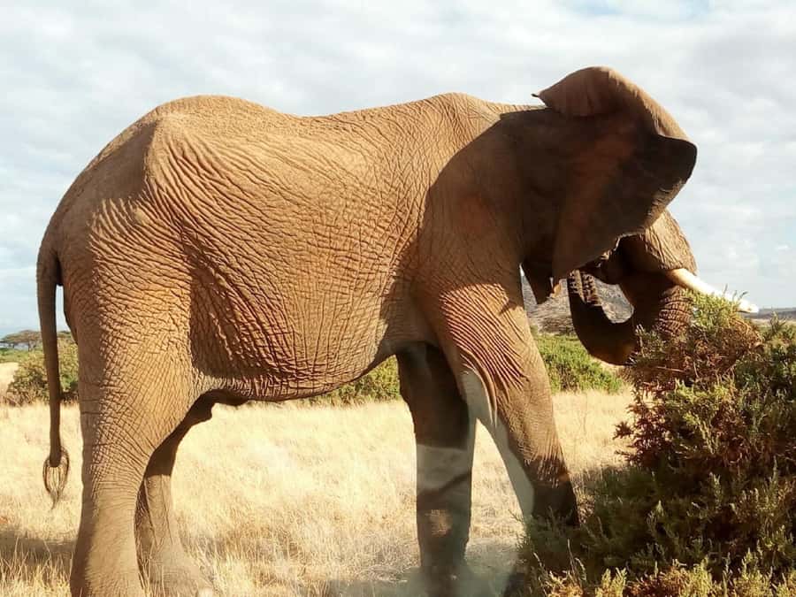 Nairobi: Private Elephant Orphanage Tour - Why the Sheldrick Trust Visit Matters
