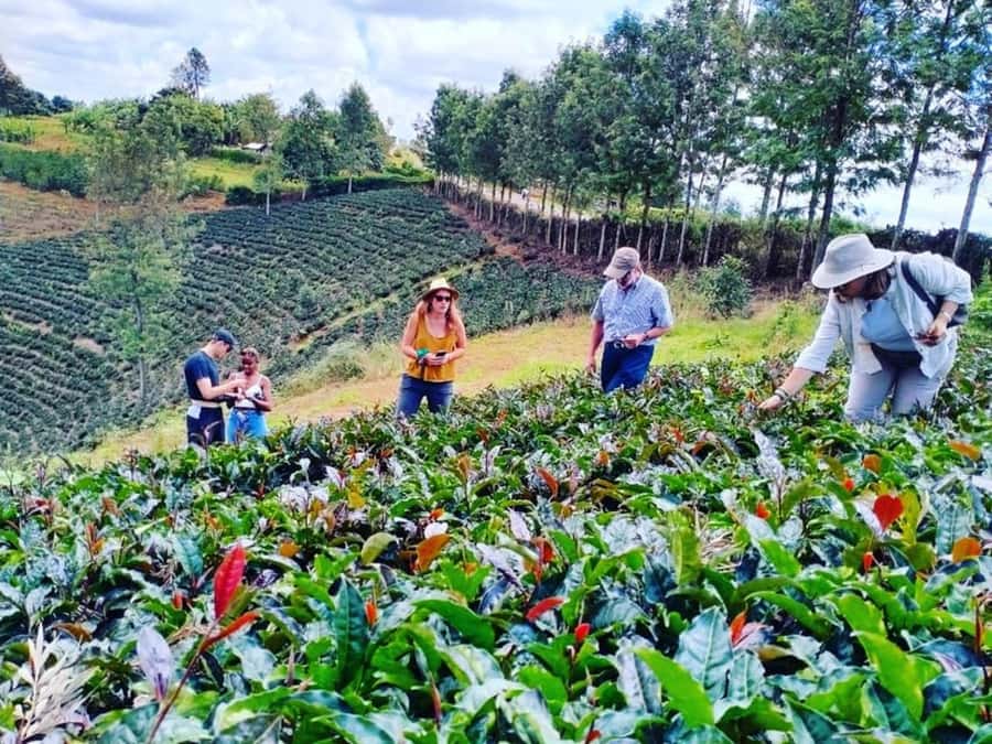 Nairobi: Purple Tea Farm Gatura Greens Day Trip - Key points to know before booking