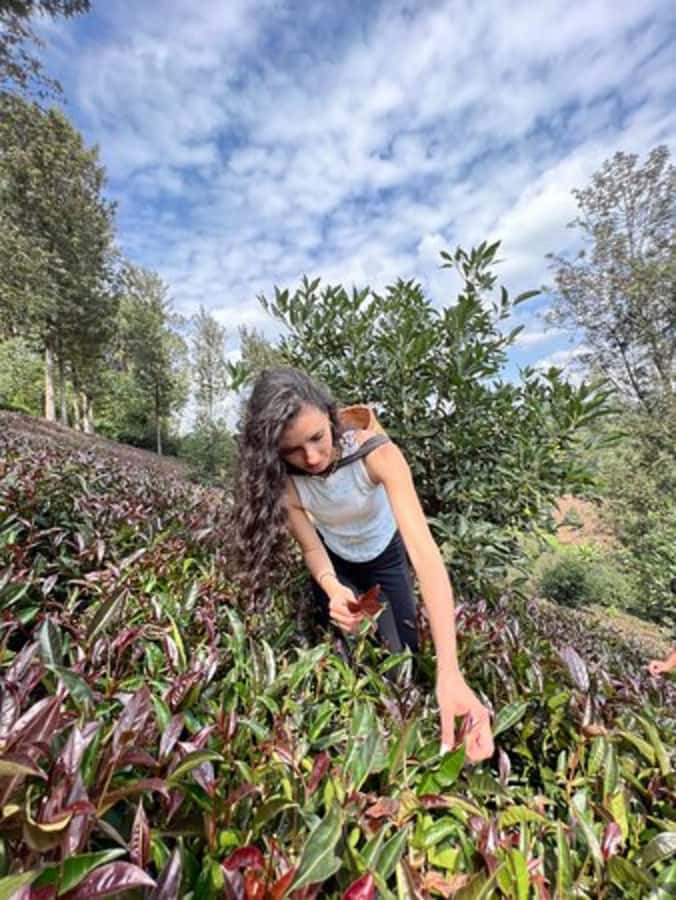 Nairobi: Purple Tea Farm Gatura Greens Day Trip - Why purple tea makes this farm visit different