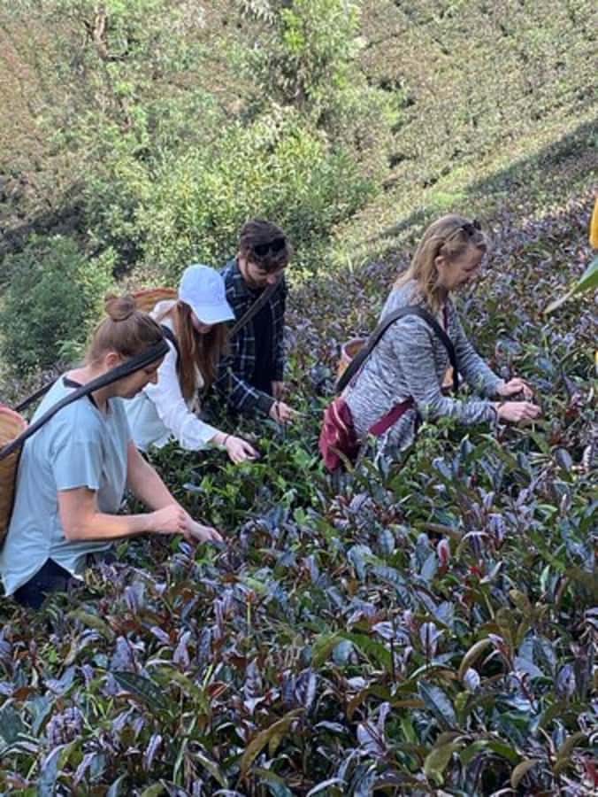 Nairobi: Purple Tea Farm Gatura Greens Day Trip - Lunch with tea in the countryside