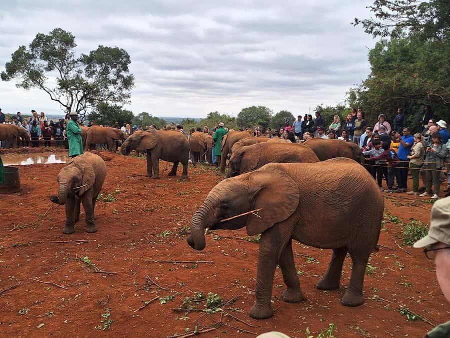 Nairobi’s Best:Elephants,Giraffes Center & Karen Blixen Tour - The confusing question of Nairobi National Park fees