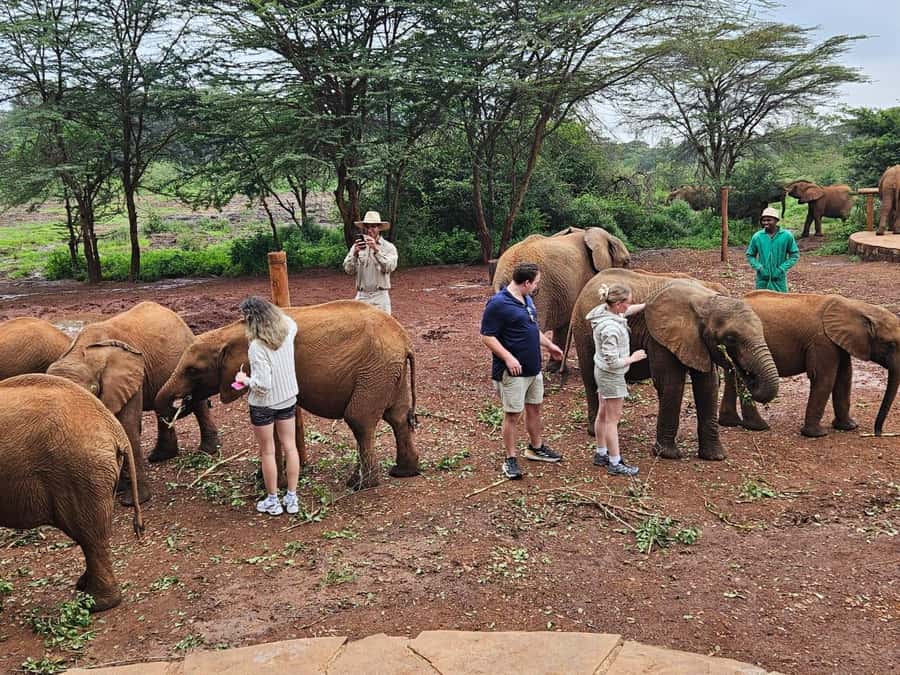 Nairobi’s Best:Elephants,Giraffes Center & Karen Blixen Tour - Lunch at Nairobi Mamba Village