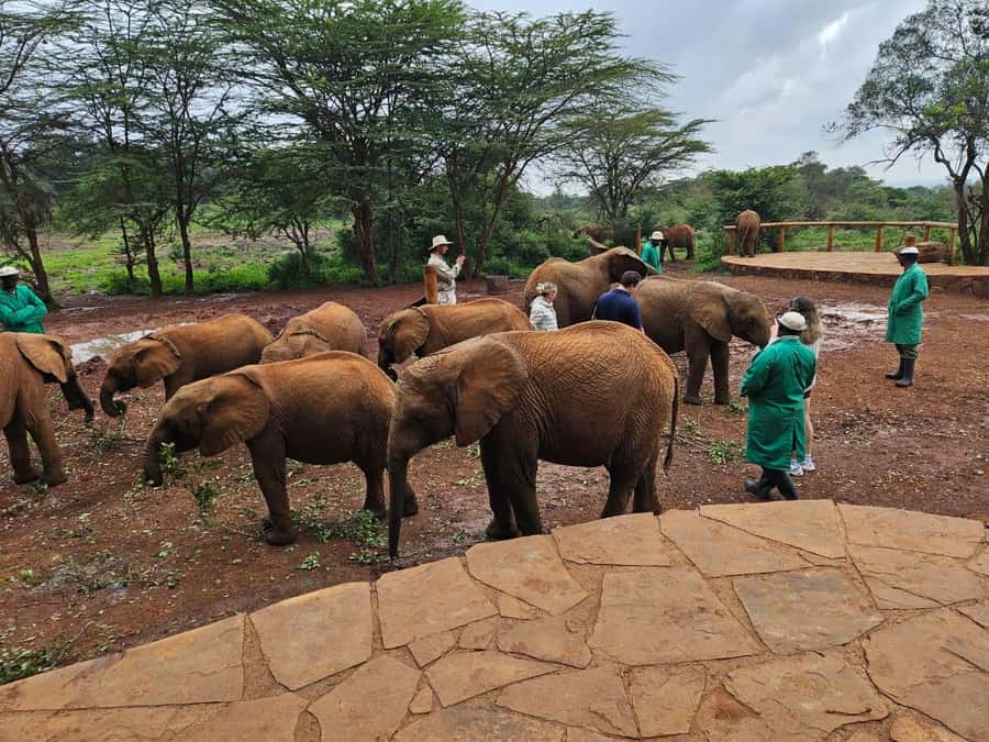 Nairobi’s Best:Elephants,Giraffes Center & Karen Blixen Tour - What the $32 price really buys