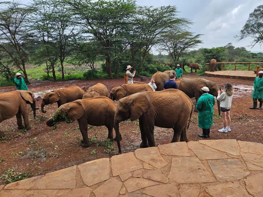 Nairobi’s Best:Elephants,Giraffes Center & Karen Blixen Tour - The guide and the private-tour setup