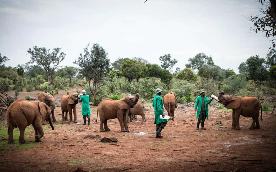 Nairobi’s Best:Elephants,Giraffes Center & Karen Blixen Tour - At the David Sheldrick elephant orphanage
