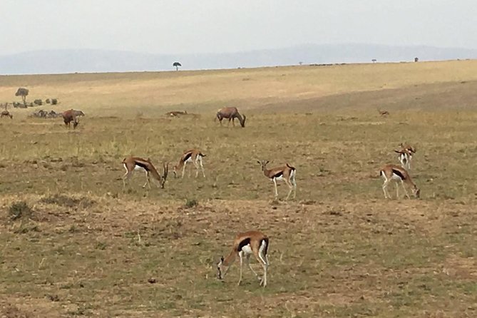 Nairobi safari walk half day tour - Why the half-day format works
