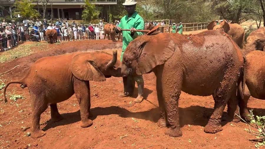 Nairobi: Sheldrick Elephant Orphanage and Giraffe Center - Key points at a glance